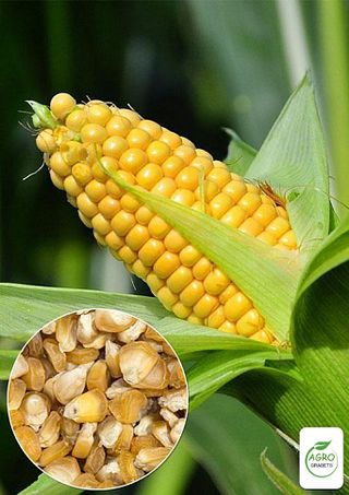 Semillas de maíz "Súper dulce"(20 unidades)
