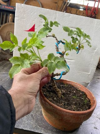 Prebonsai de Saúco (Sambucus nigra)