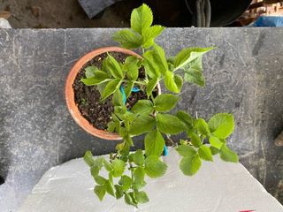 Prebonsai de Saúco (Sambucus nigra)