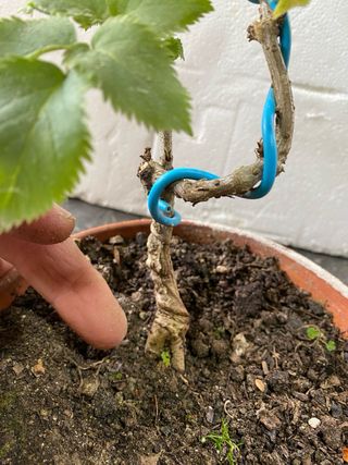 Prebonsai de Saúco (Sambucus nigra)