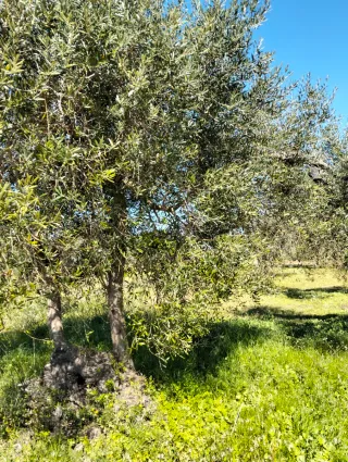 Finca rústica CON FACILIDAD DE PAGOS!!!