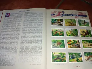 Álbum Cromos Antiguo Nestle - Cantores Bosque Trop
