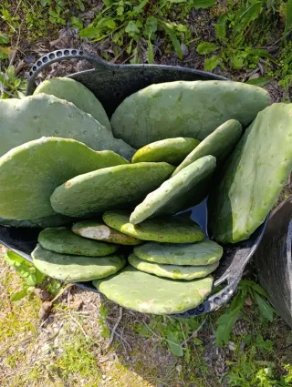 Paletas de nopal sin espinas
