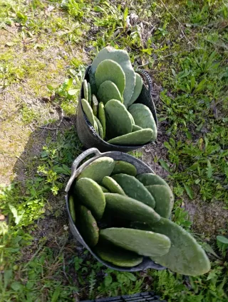 Paletas de nopal sin espinas