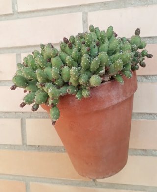 Cactus Opuntia mini