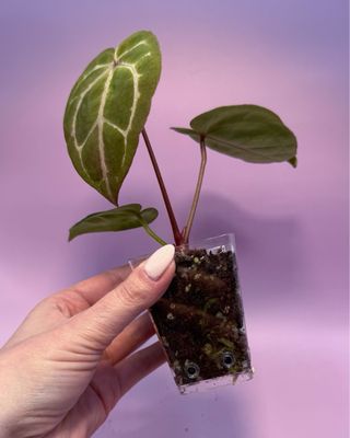 Anthurium HU x Red Spider x Mystique