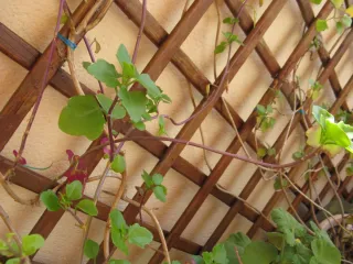 Canon PowerShot A720 IS Cámara Digital vintage.