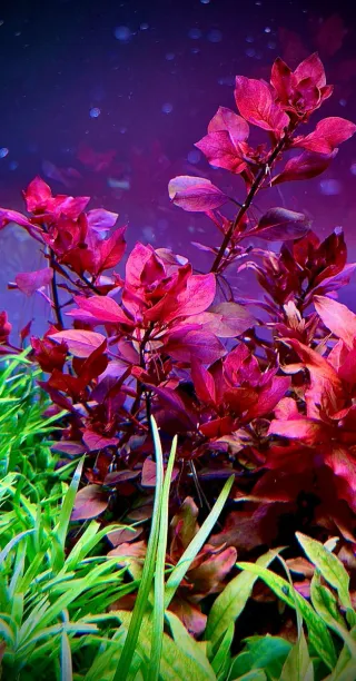 Lote 10 plantas de  acuario variadas y coloridas