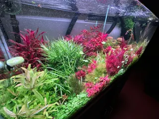 Lote 10 plantas de  acuario variadas y coloridas