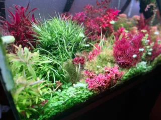 Lote 10 plantas de  acuario variadas y coloridas