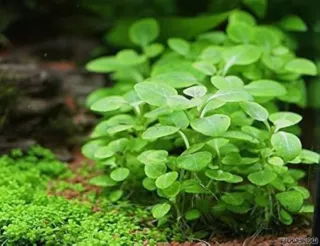Lote 10 plantas de  acuario variadas y coloridas