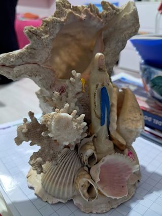 Madonnina con conchiglie e coralli