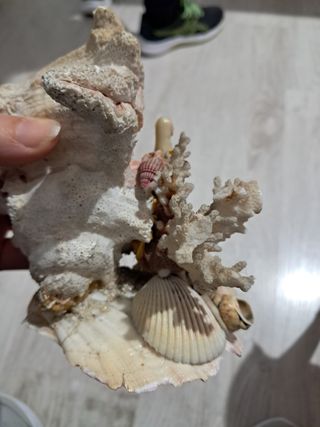 Madonnina con conchiglie e coralli