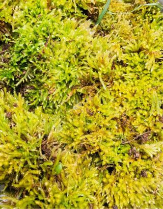 Musgo vivo natural 1L