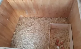 Gallinero artesano de madera prensada.