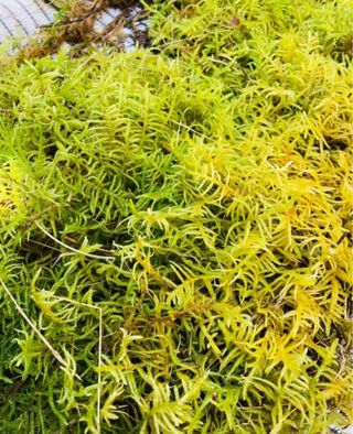 Musgo vivo natural 1L