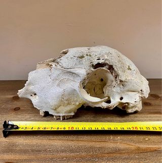 Gabinete estilo victoriano de historia natural