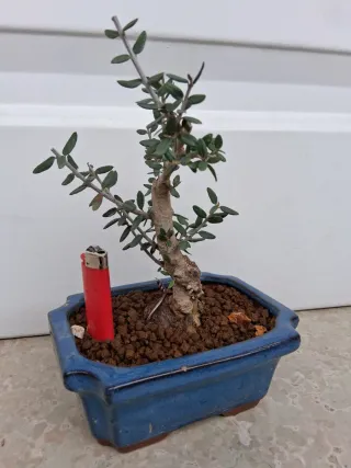Bonsáis  Acebuches y pino