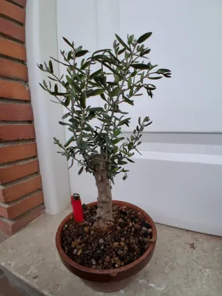 Bonsáis  Acebuches y pino