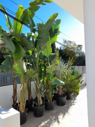 JARDINERIAS PEPE