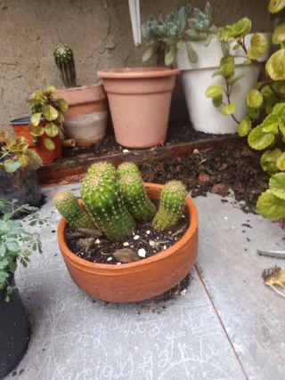 Cactus en maceta marrón