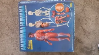 Póster Anatomía Humana para Niños