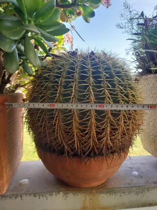 3 Cactus en maceta de barro