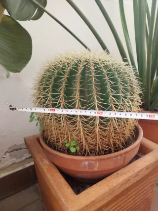 3 Cactus en maceta de barro