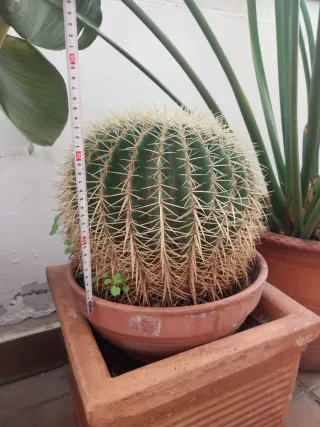 3 Cactus en maceta de barro