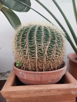 3 Cactus en maceta de barro