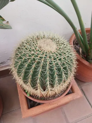 3 Cactus en maceta de barro