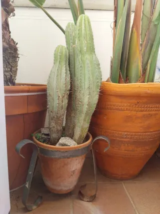 3 Cactus en maceta de barro