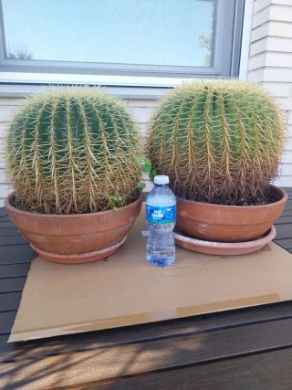 2 Cactus grande en maceta de barro