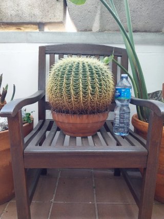 2 Cactus grande en maceta de barro