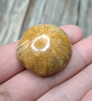 Fósil Erizo de Mar
