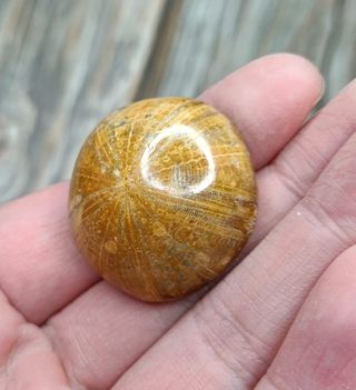 Fósil Erizo de Mar