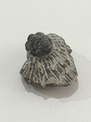 Fósil Trilobites