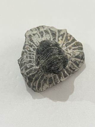 Fósil Trilobites