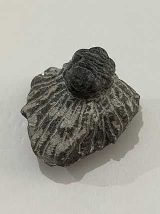 Fósil Trilobites