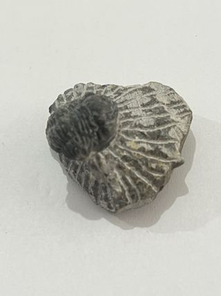 Fósil Trilobites