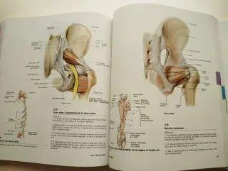 Atlas de Anatomía Humana - Grant