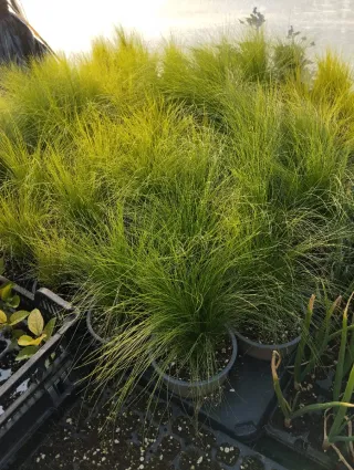 Plantas Stipa y Phormium