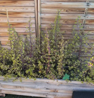 Planta Jade Suculenta