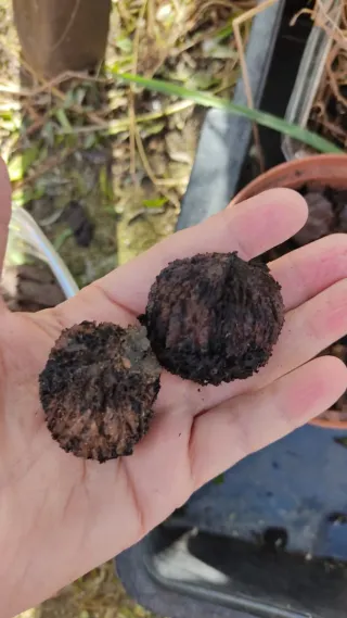 Semillas de Nogal Negro