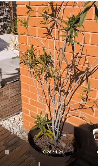 Planta de exterior en maceta