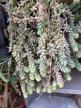 Yerba Luisa / Cedrón Planta Aromática