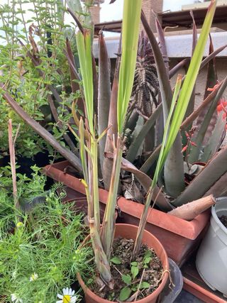Yerba Luisa / Cedrón Planta Aromática