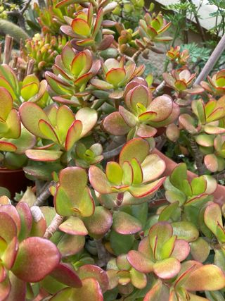 Yerba Luisa / Cedrón Planta Aromática