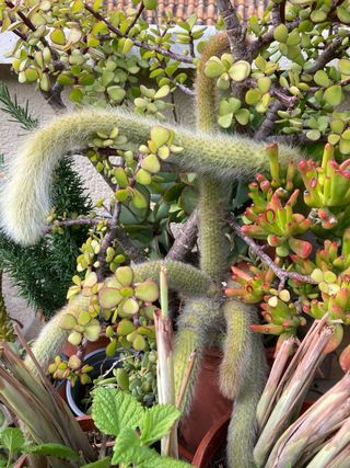 Yerba Luisa / Cedrón Planta Aromática