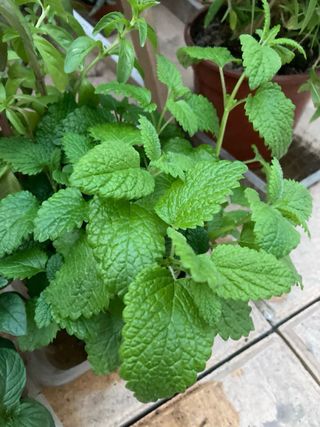 Yerba Luisa / Cedrón Planta Aromática